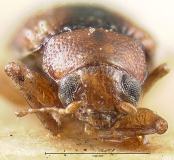 Media type: image; Entomology 9825   Aspect: head frontal view